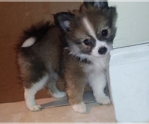 Pomeranian Puppy for sale in ALTAMONTE SPG, FL, USA