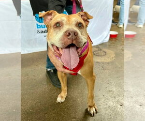 American Pit Bull Terrier-American Staffordshire Terrier Mix Dogs for adoption in Chester, VA, USA