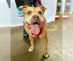 Small American Pit Bull Terrier-American Staffordshire Terrier Mix