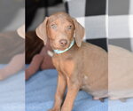 Small #1 Doberman Pinscher Mix