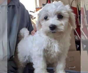 Maltipoo-Poodle (Miniature) Mix Puppy for sale in ARTHUR, IL, USA