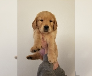 Golden Retriever Puppy for sale in GALT, CA, USA