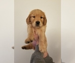 Small Photo #1 Golden Retriever Puppy For Sale in GALT, CA, USA
