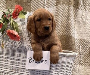Golden Retriever Puppy for sale in OWEN, WI, USA
