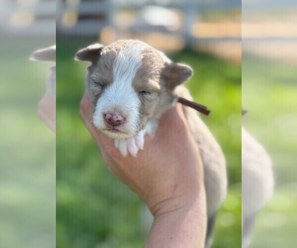 Medium Photo #2 Border Collie Puppy For Sale in MESA, WA, USA
