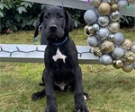 Small Photo #1 Great Dane Puppy For Sale in CARVER, MA, USA