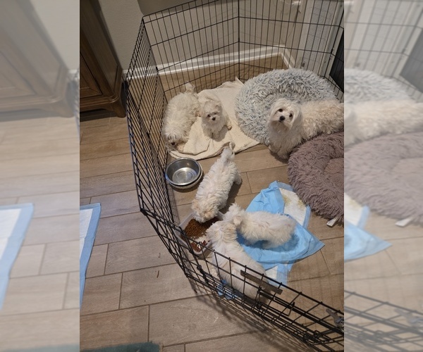 Medium Photo #1 Maltese Puppy For Sale in JACKSONVILLE, FL, USA