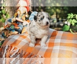 Small Photo #3 Australian Shepherd Puppy For Sale in LILBURN, GA, USA