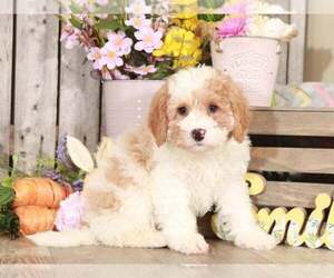 Zuchon Puppy for sale in MOUNT VERNON, OH, USA