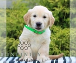 Small #1 Golden Retriever