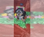 Small Photo #54 Yorkshire Terrier Puppy For Sale in AKRON, OH, USA