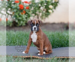 Boxer Puppy for sale in HONEY BROOK, PA, USA