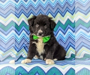 Border Collie Puppy for sale in KIRKWOOD, PA, USA
