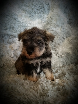 Medium Photo #1 Schnauzer (Miniature) Puppy For Sale in OLLA, LA, USA