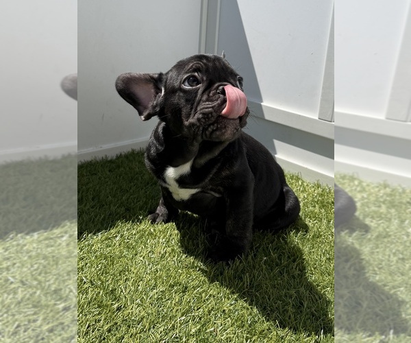 Medium Photo #7 French Bulldog Puppy For Sale in APPLE VALLEY, CA, USA