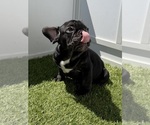 Small Photo #7 French Bulldog Puppy For Sale in APPLE VALLEY, CA, USA