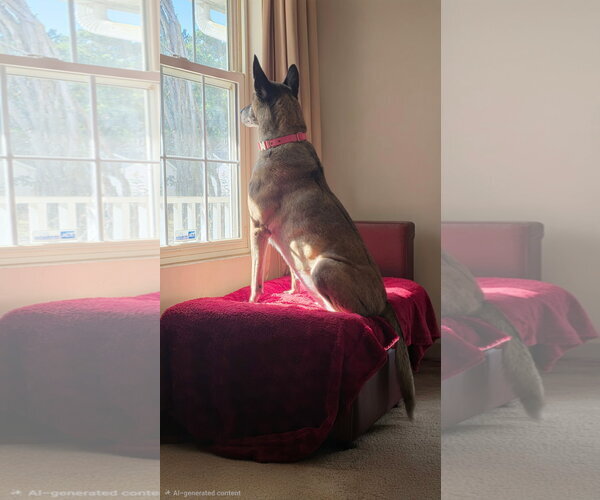 Medium Photo #15 Mutt Puppy For Sale in Stevens Point, WI, USA