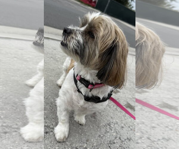 Medium Photo #6 Shih Apso Puppy For Sale in Sanford, FL, USA