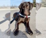 Small Photo #4 Labrador Retriever Puppy For Sale in St. Louis Park, MN, USA