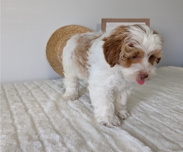 Medium Photo #7 Poovanese Puppy For Sale in GOSHEN, IN, USA