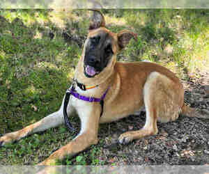 Boxer-German Shepherd Dog Mix Dogs for adoption in Alameda, CA, USA