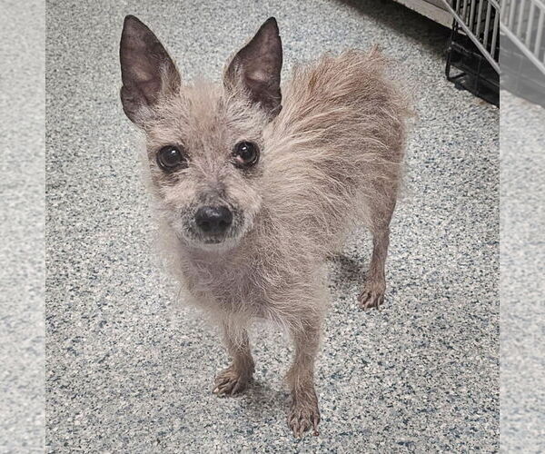 Medium Photo #7 Chihuahua-Unknown Mix Puppy For Sale in Huntley, IL, USA