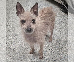 Sanders - Male Chihuahua-Unknown Mix Dog for Adoption - Photo #7