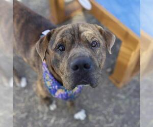 Mastiff-Unknown Mix Dogs for adoption in San Antonio, TX, USA