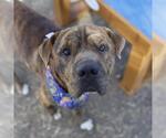 Small Mastiff Mix