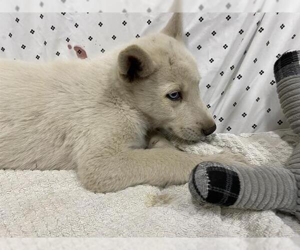 Medium Photo #1 Siberian Husky-Unknown Mix Puppy For Sale in Modesto, CA, USA
