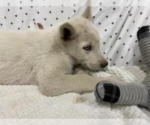 Siberian Husky-Unknown Mix Dogs for adoption in Modesto, CA, USA