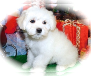 Bichpoo Puppy for sale in HAMMOND, IN, USA