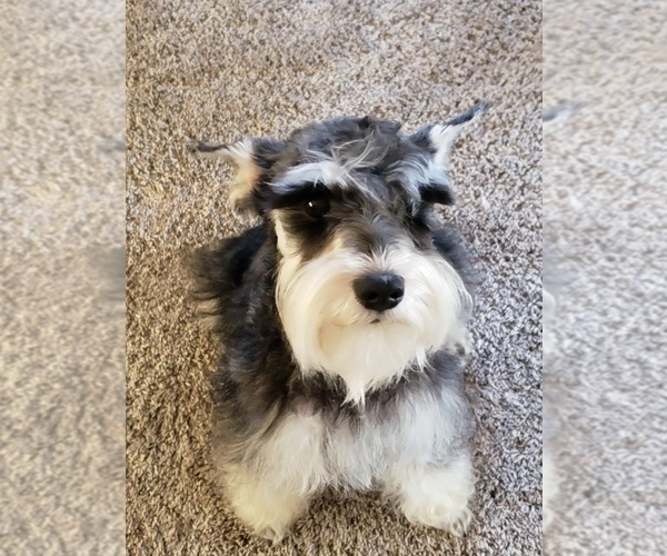Medium Photo #1 Schnauzer (Miniature) Puppy For Sale in HUMESTON, IA, USA