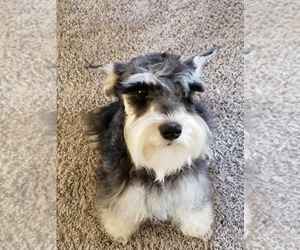 Mother of the Schnauzer (Miniature) puppies born on 05/28/2025