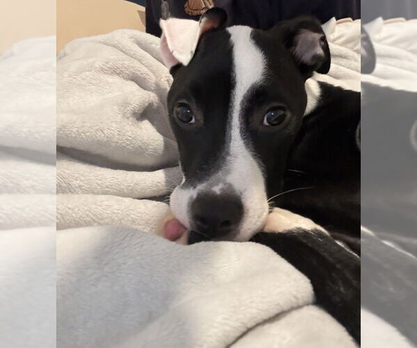 Medium Photo #3 Mutt Puppy For Sale in Raleigh, NC, USA