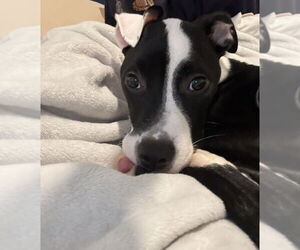 Tallulah - Female Mutt Dog for Adoption - Photo #3