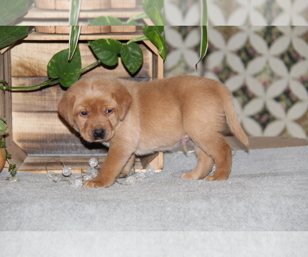 Medium Photo #4 Labrador Retriever Puppy For Sale in HYDE PARK, VT, USA