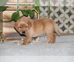 Small #3 Labrador Retriever