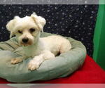 Small #7 Maltese