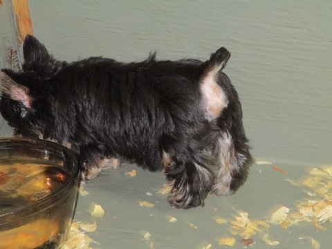 Medium Photo #3 Yorkshire Terrier Puppy For Sale in CARROLLTON, GA, USA
