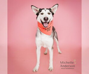 Gerberian Shepsky Dogs for adoption in Corona, CA, USA