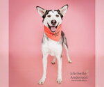 A165774 - Male Gerberian Shepsky Dog for Adoption - Small photo
