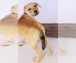 Small #1 Chow Chow Mix