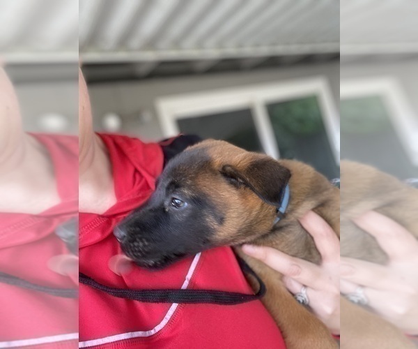Medium Photo #9 Belgian Malinois Puppy For Sale in IMPERIAL BEACH, CA, USA