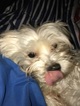 Small Photo #1 Morkie Puppy For Sale in NEWARK, NJ, USA