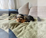 Small #3 Mutt
