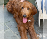 Small #2 Goldendoodle