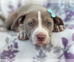 Small Photo #8 American Bully Puppy For Sale in LAKELAND, FL, USA