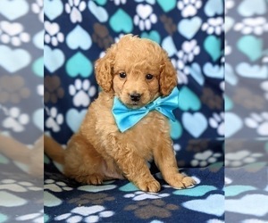 Goldendoodle (Miniature) Puppy for sale in RISING SUN, MD, USA