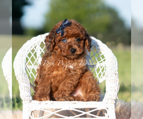 Medium Photo #6 Poodle (Miniature) Puppy For Sale in WARSAW, IN, USA